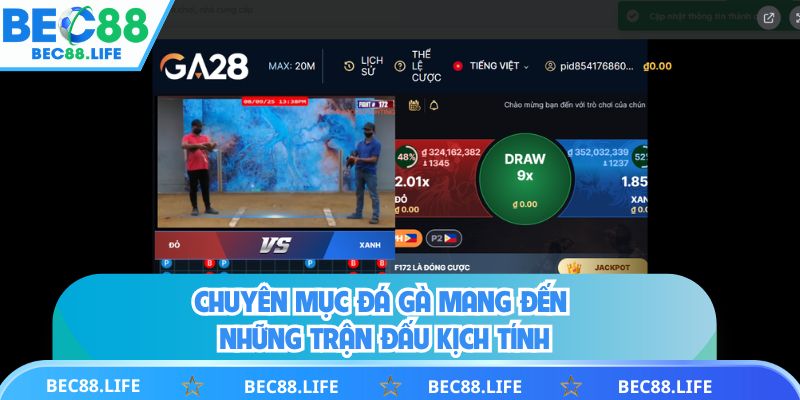 Chuyên mục đá gà mang đến những trận đấu kịch tính